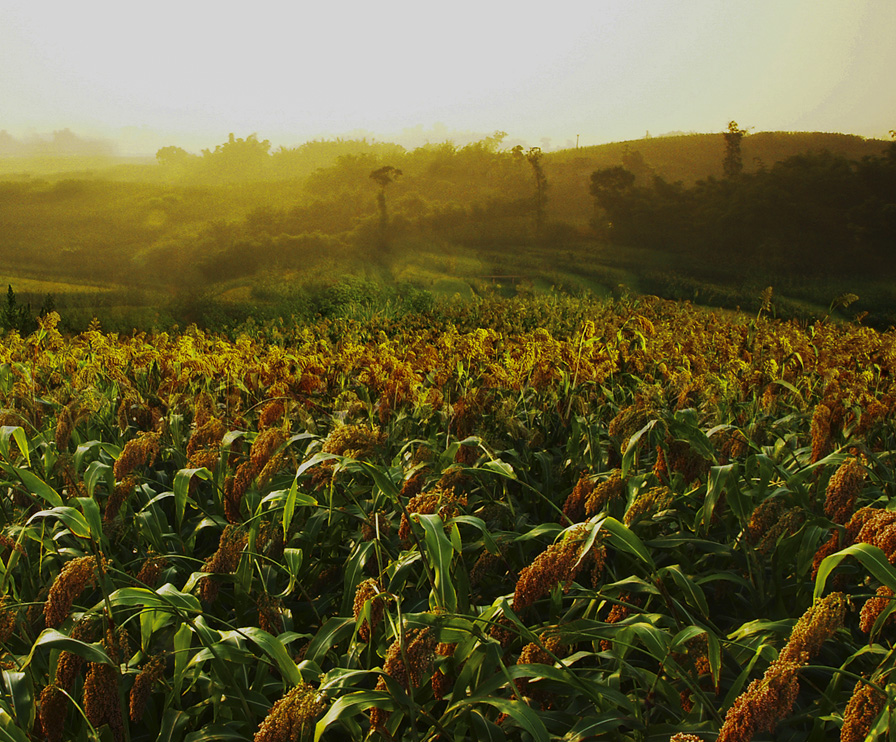 orange橘子平台·(中国区)官方网站